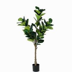 Фикус Лирата высота 165 см