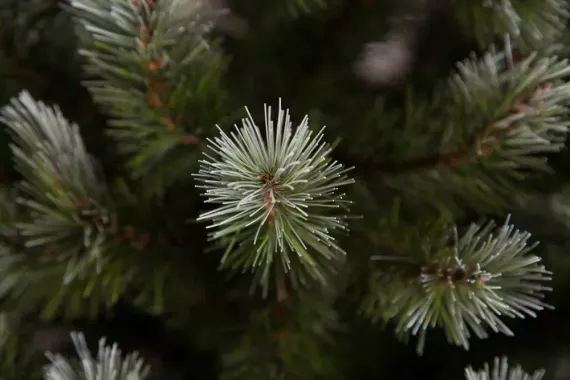 Ель Женева заснеженная 120 см., ЛЕСКА, Triumph Tree (73995)