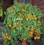 Пендулина оранжевая / Pendulina Orange ампельный сорт
