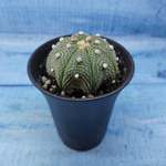 Astrophytum Asterias (Астрофитум)