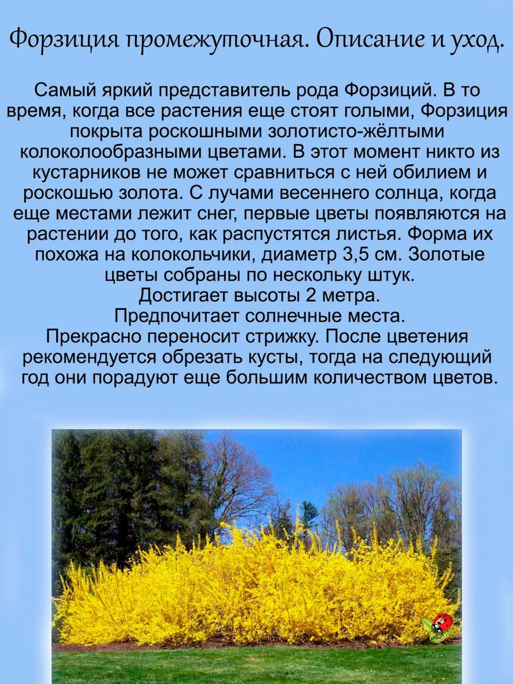 Форзиция промежуточная кустарник многолетний