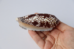 Конус ауликус (Conus aulicus) (скол на губе)