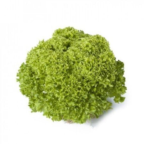 ЛУГАНО семена салата Rijk Zwaan культура