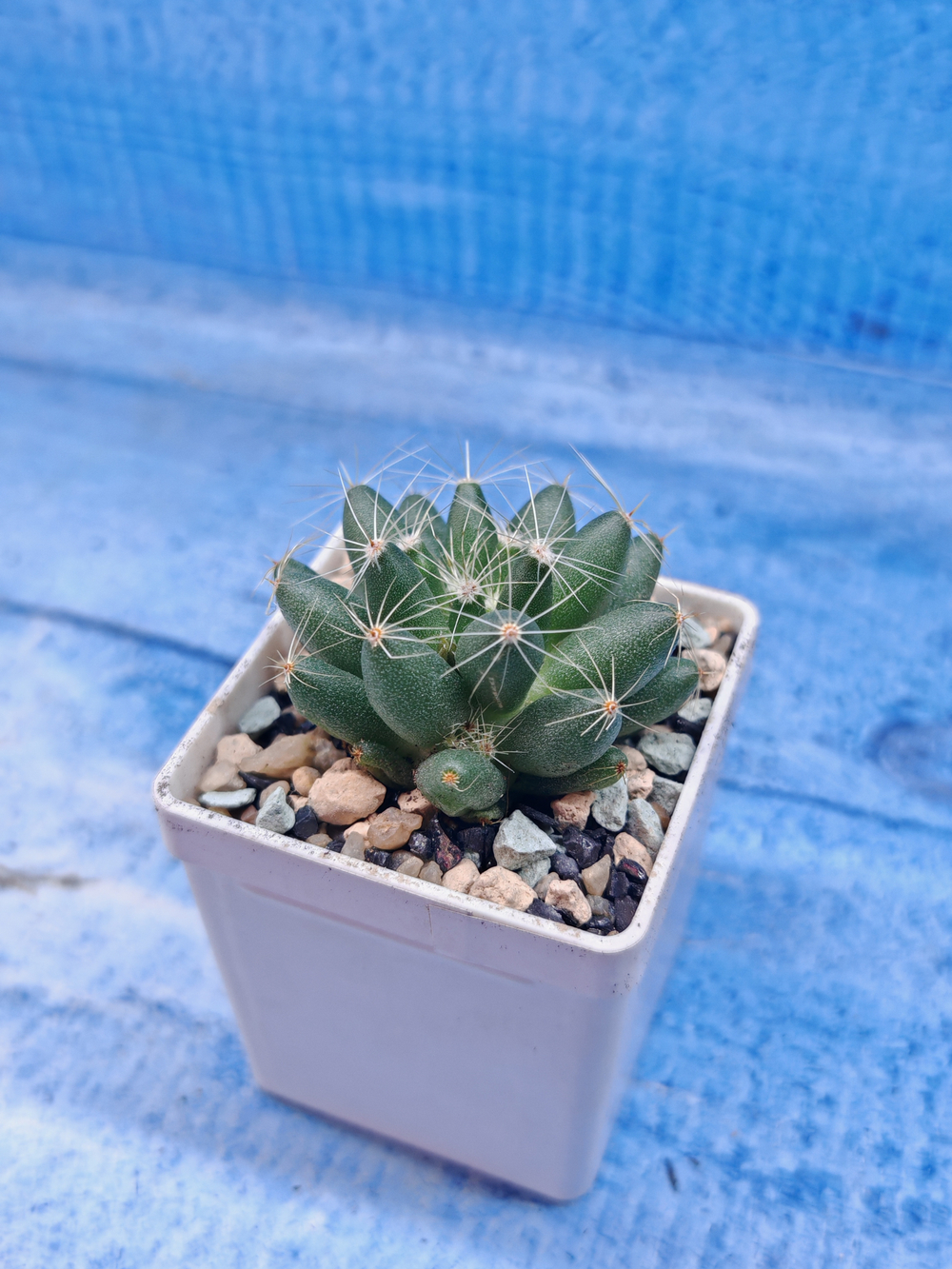Escobaria Missouriensis (Эскобария)