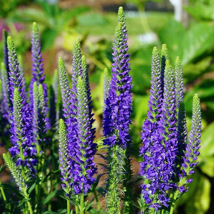 Вероника Блю Индиго С2