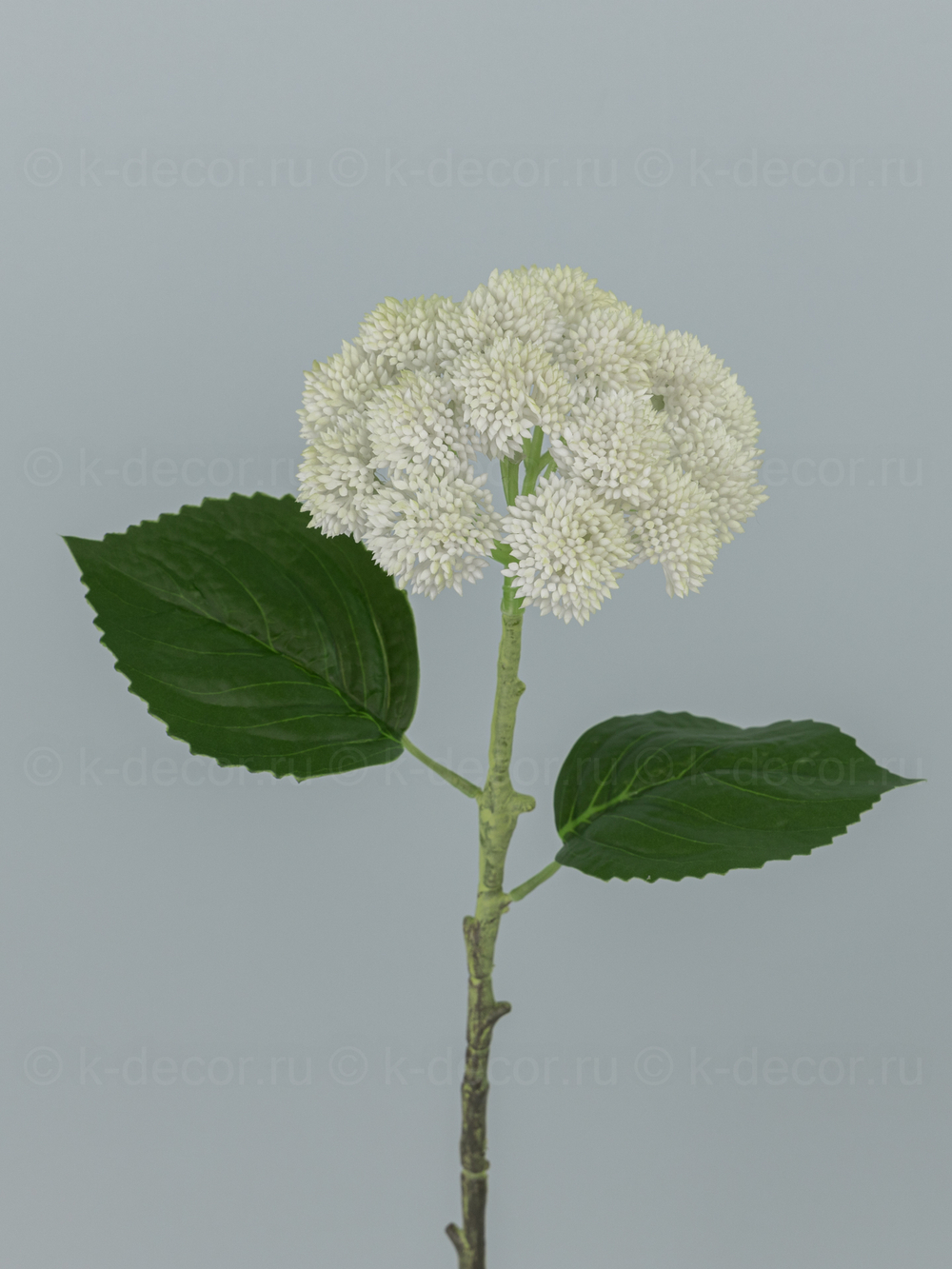 Седум силикон бело-зеленый