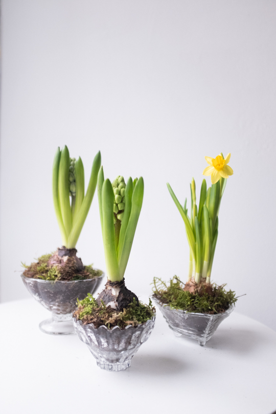 Серия Винтаж. Первоцветы в хрустале S