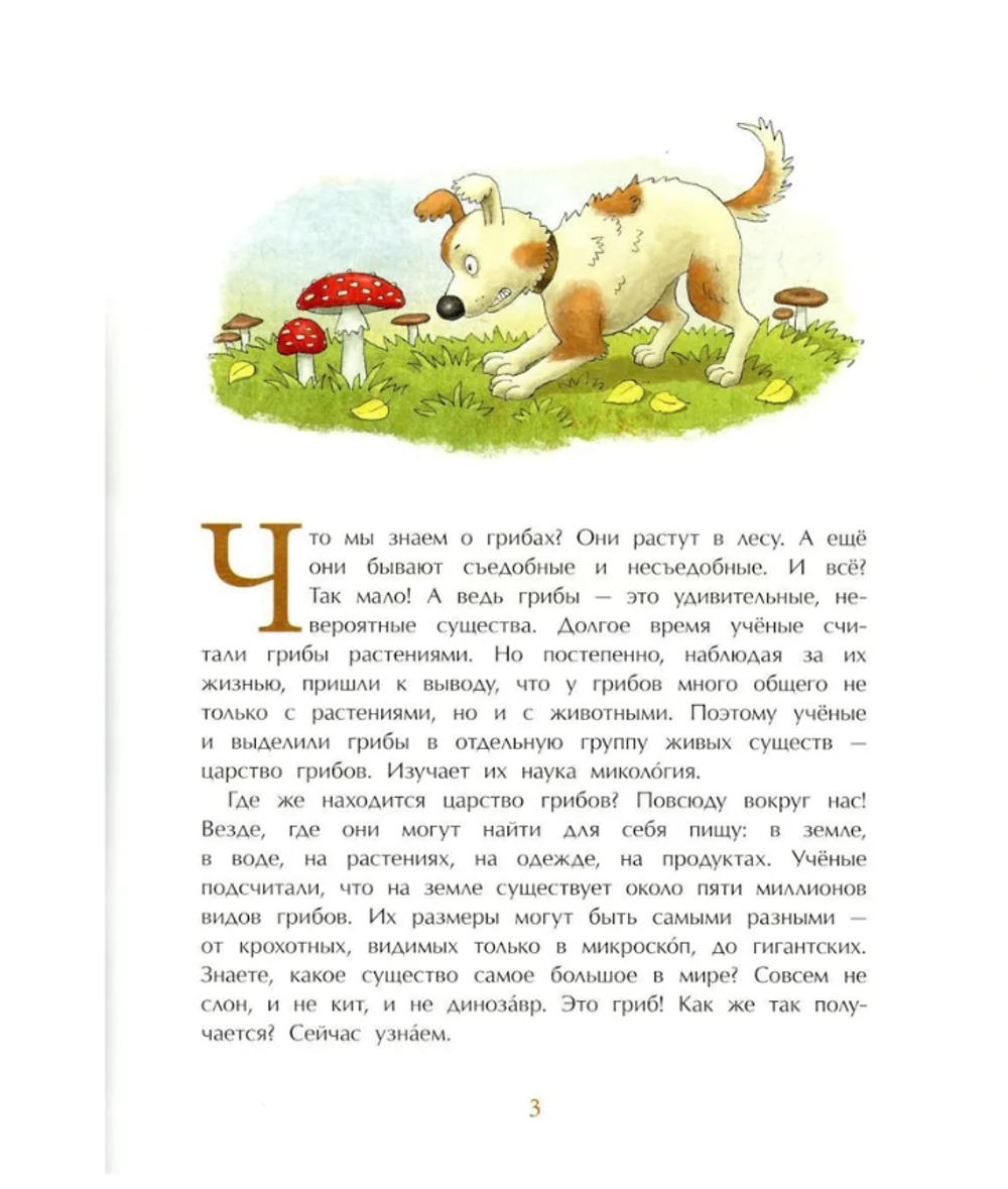 Грибное царство