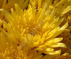 Хризантема кустовая Carole yellow ☘ к.36