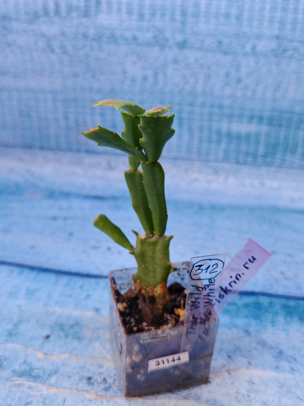 Schlumbergera cv. Thor Wild Cactus White (Шлюмбергера)