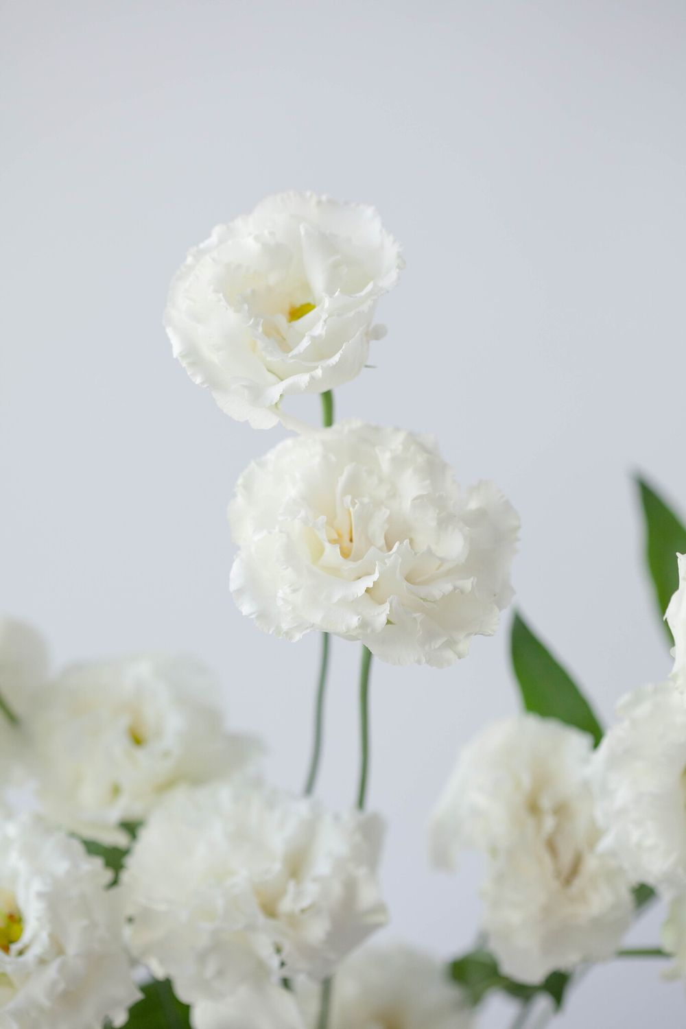 Монобукет Эустома