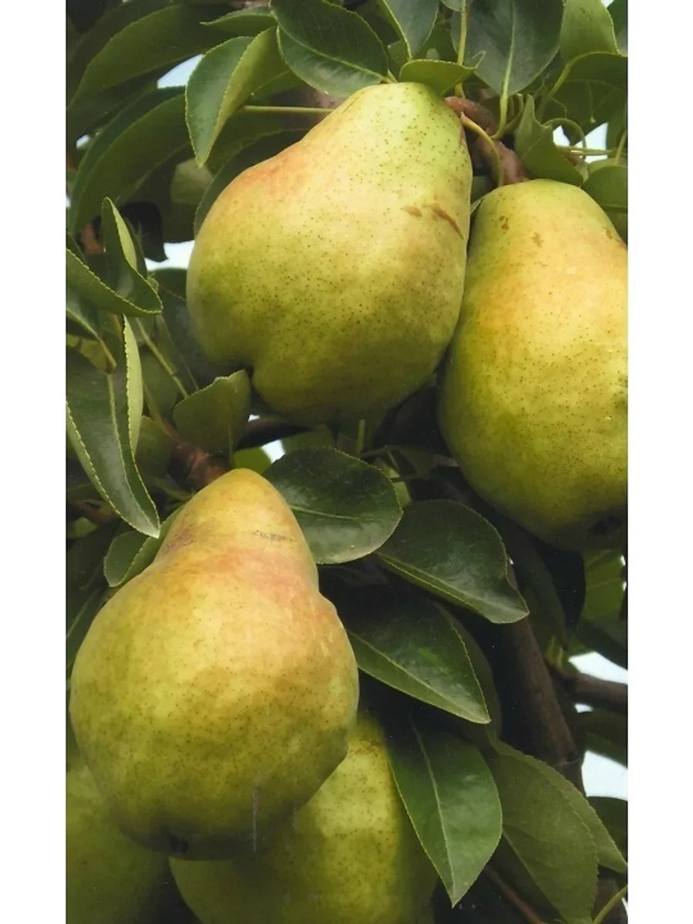 Груша Адмирал Жерве (Позднеосенняя)