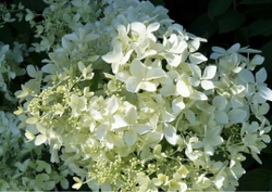 Гортензия метельчатая Дентель де горрон - Кружево Горрона (Hydrangea paniculata `Dentelle de Gorron`)