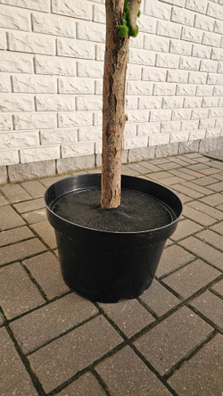 Искусственная Яблоня 240см в техническом кашпо