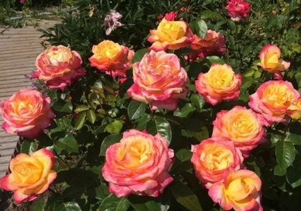 Роза Восточный экспресс