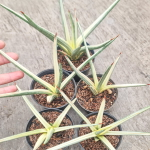 Сансевиерия ROYAL CROWN WHITE