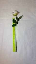 45 см Розы белые