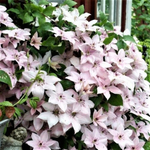 Клематис Pink Fantasy (3 группа обрезки )