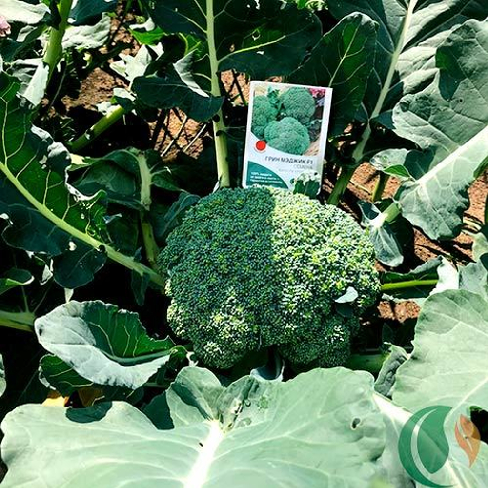 Капуста брокколи Грин Мэджик F1