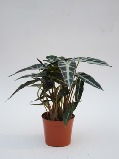 Алоказия Magic Mirror д.12