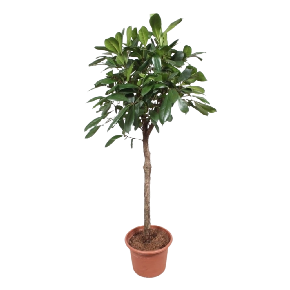 Фикус Циатистипула штамб