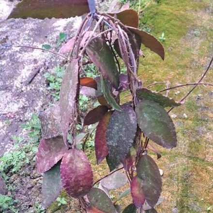 Хойя CAUDATA SUMATRA