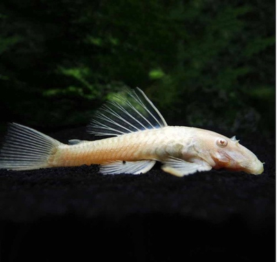 Анциструс альбинос