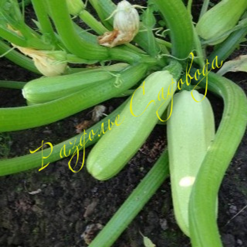 Кабачок Горный (цена за 1шт)