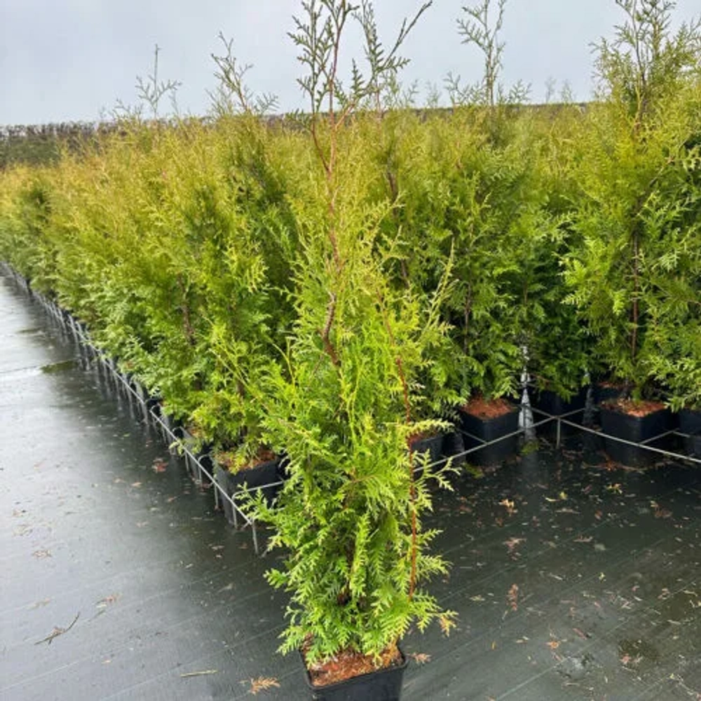 Туя Голден Брабант (Thuja occidentalis Golden Brabant) р9 август 2026 г