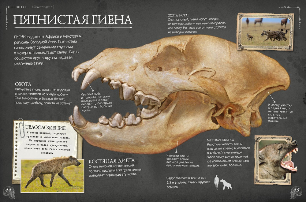 Коллекция костей. Черепа