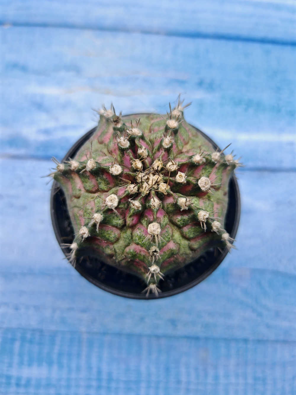 Gymnocalycium T-Rex Pink hybride (Гимнокалициум T-rex)