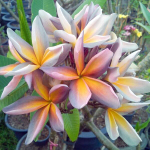 Плюмерия METALLICA