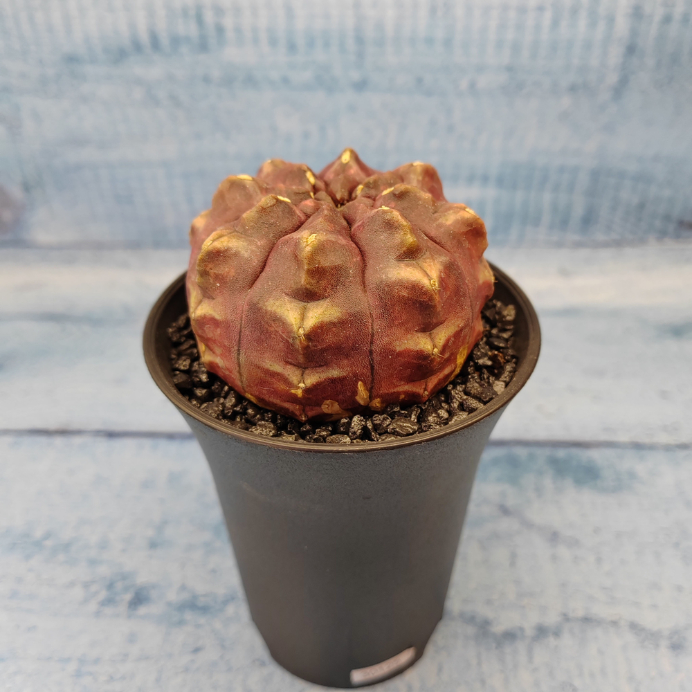 Gymnocalycium Daydream (Гимнокалициум)