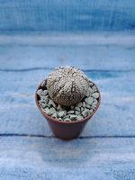Astrophytum Asterias "Super Kabuto" (Астрофитум)