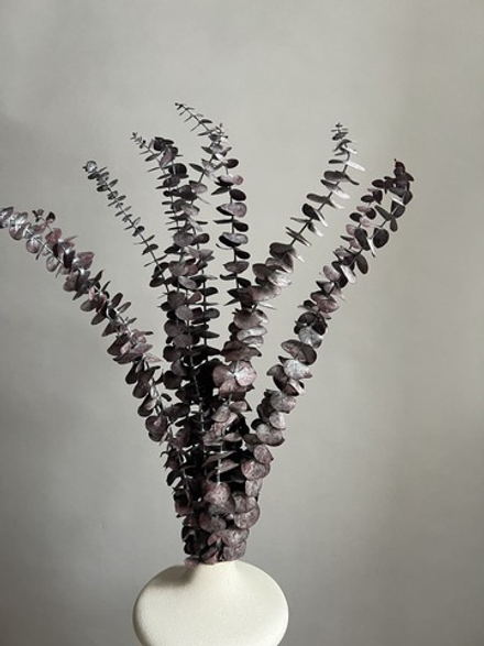 Эвкалипт Бейби Блю стабилизированный бордовый