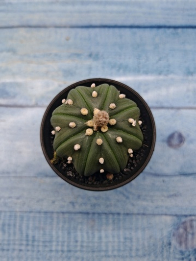 Astrophytum Asterias (Астрофитум)