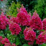 Прим Ред «Prim Red» С1,5