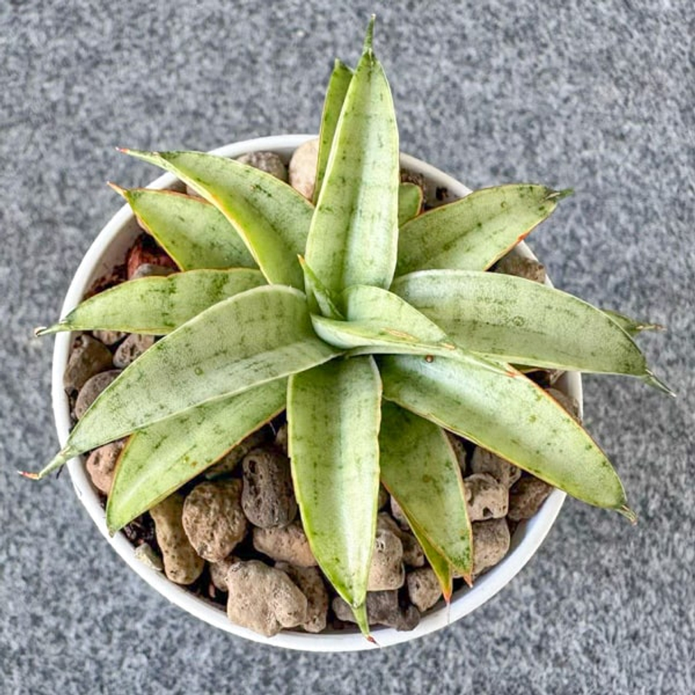 Сансевиерия HONEYMOON