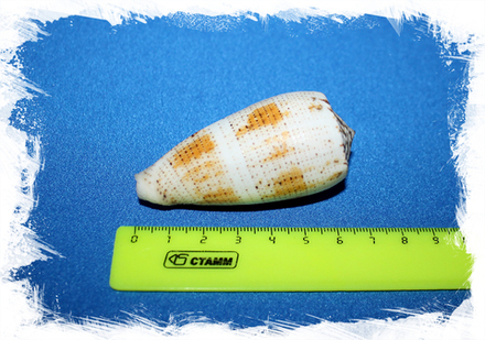 Конус магус (Conus magus)