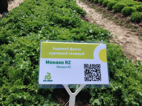 Монако семена эндвия – фото 3