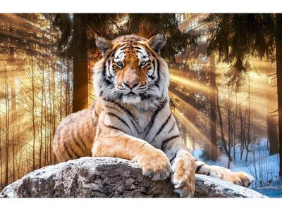 Картина по номерам 22х30см. "Величественный тигр в лучах солнца" 16цв. (Арт. Х-4028)