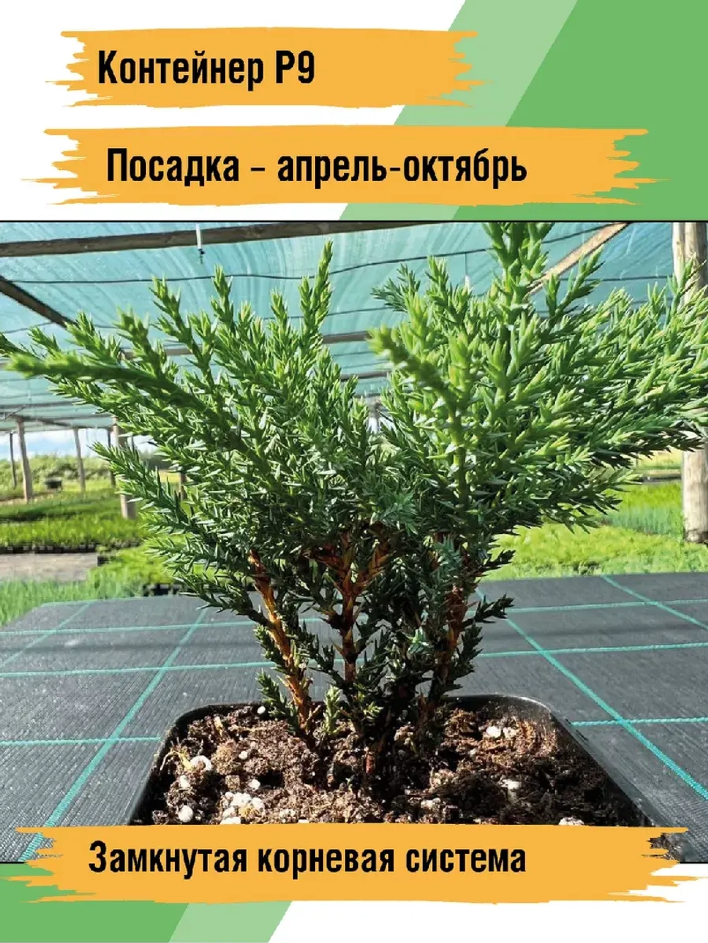 Саженец Можжевельник казацкий хвойный Тамарисцифолия