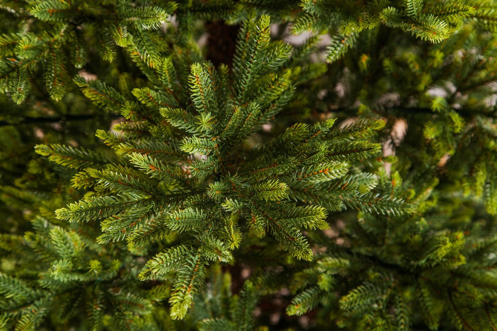 Ель Королевская Премиум 100% литая 185см зеленая Triumph Tree
