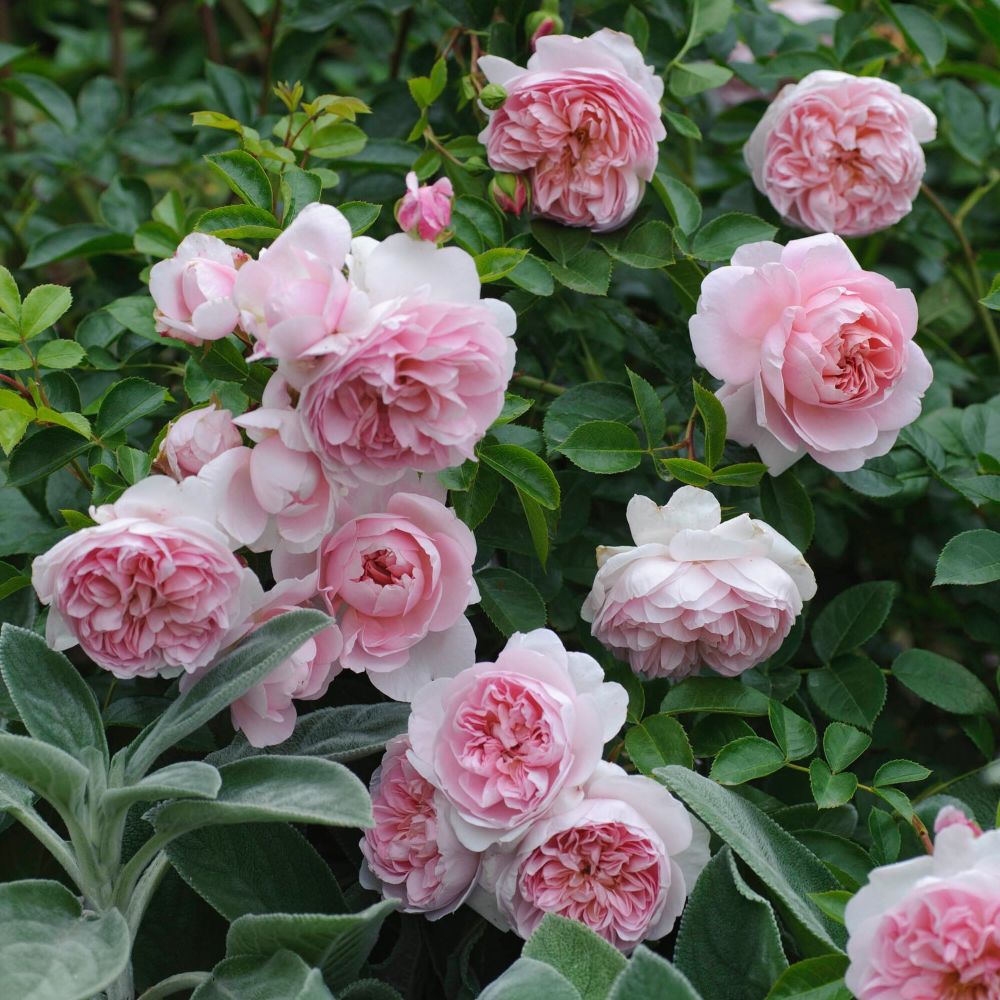 Вайлдив (Wildeve)