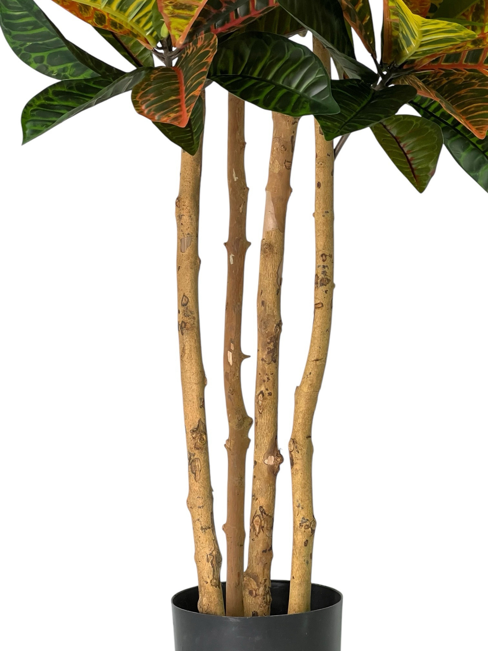 Кротон 150 см.