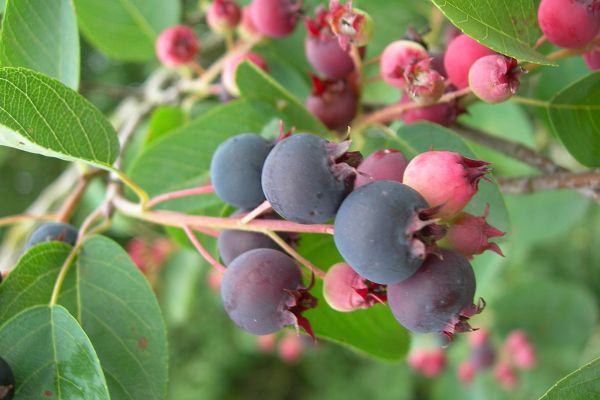 Планируем «быстрый» ягодник: какие культуры дадут урожай уже в этом году Планируем «быстрый» ягодник: какие культуры дадут урожай уже в этом году