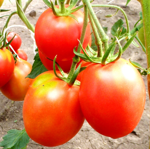 Помидоры Anna Russian — Анна