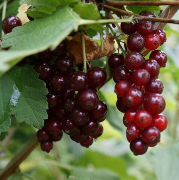 Смородина красная Алтайская рубиновая