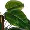 Диффенбахия высота 152 см
