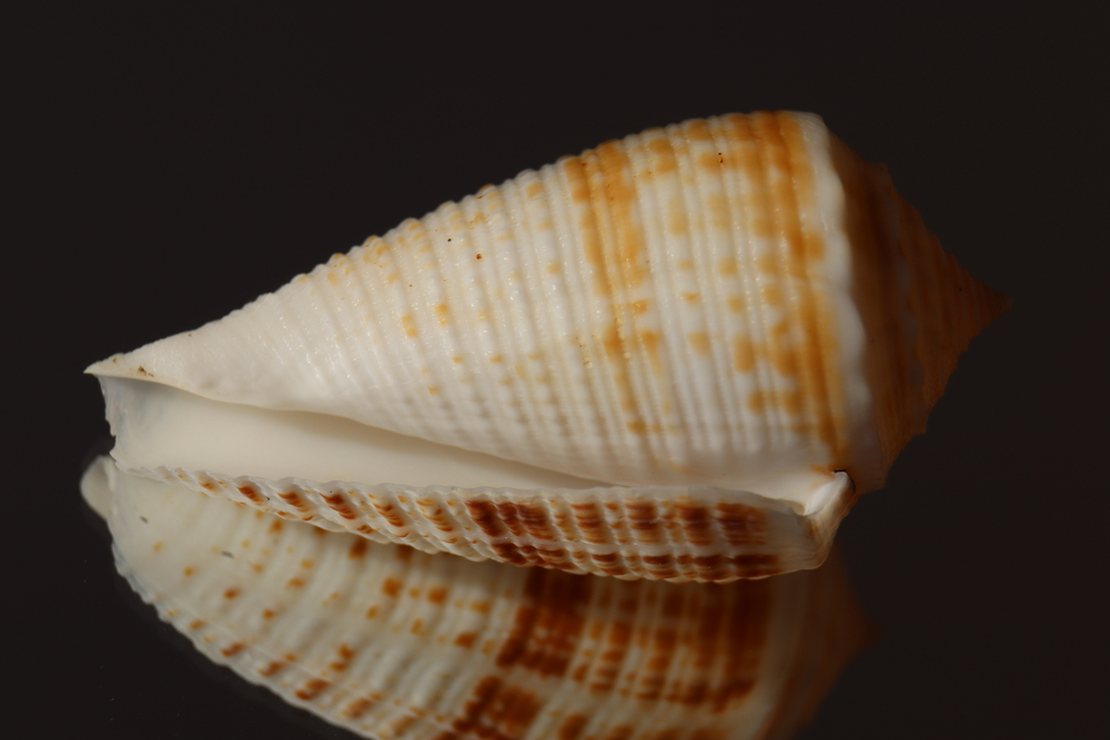 Ракушка конус ролани (Conus rolani)